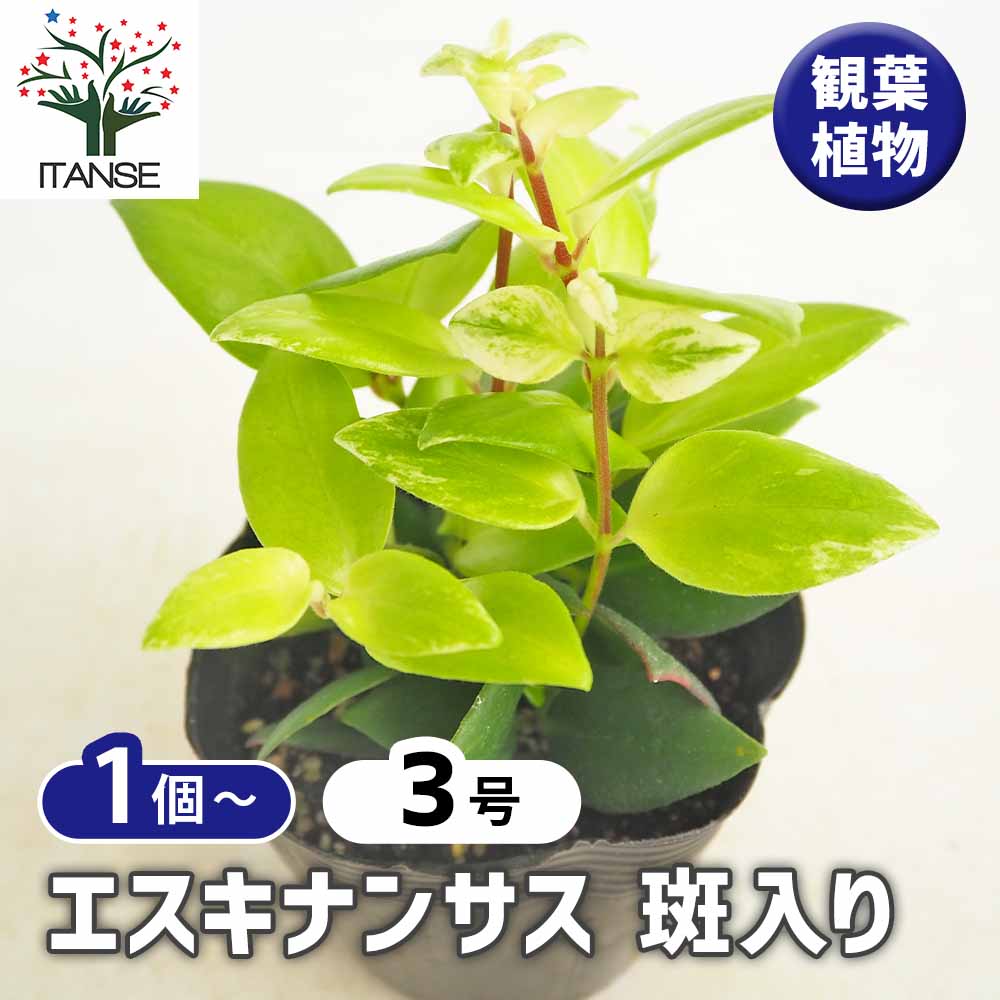 エスキナンサス 斑入り 【観葉植物 3.5号】｜ 【植物のITANSE
