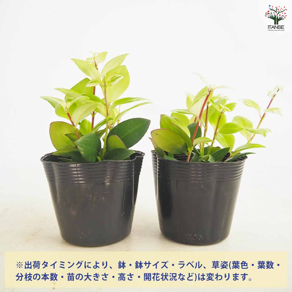 エスキナンサス 斑入り 【観葉植物 3.5号】｜ 【植物のITANSE