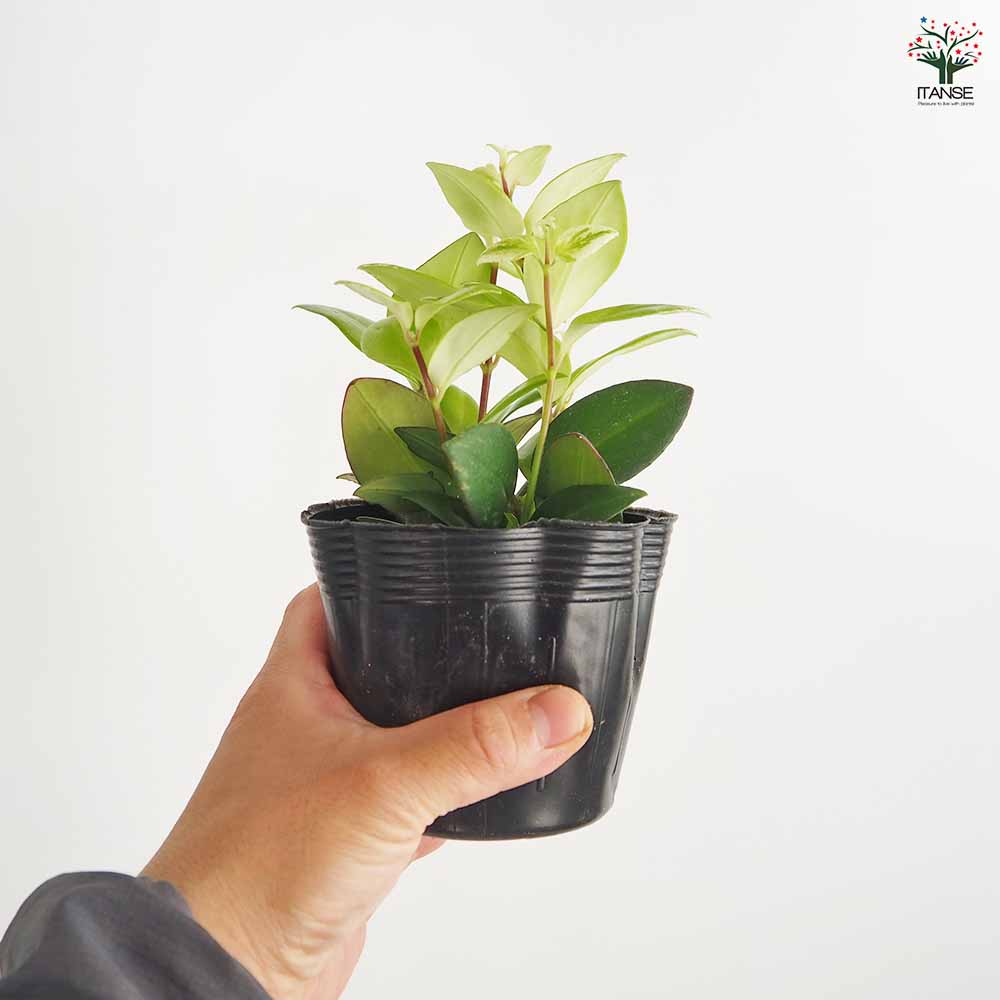 エスキナンサス 斑入り 【観葉植物 3.5号】｜ 【植物のITANSE