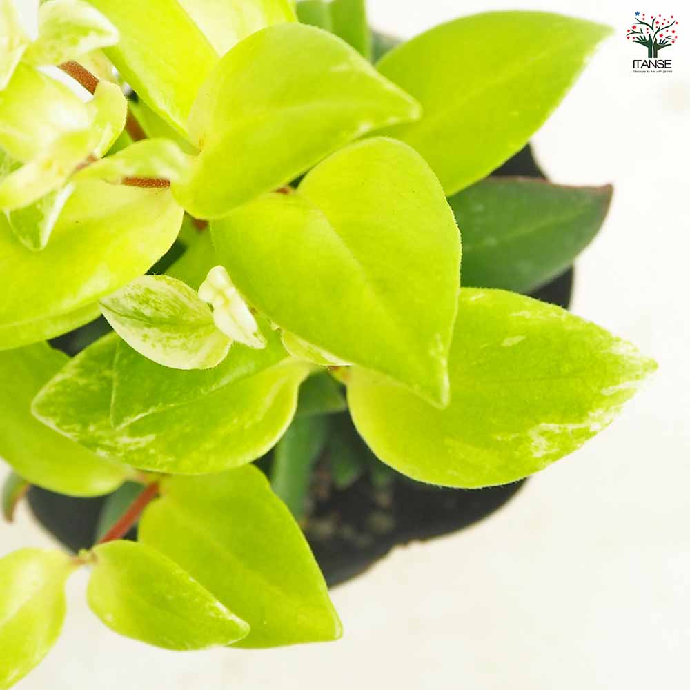 エスキナンサス 斑入り 【観葉植物 3.5号】｜ 【植物のITANSE