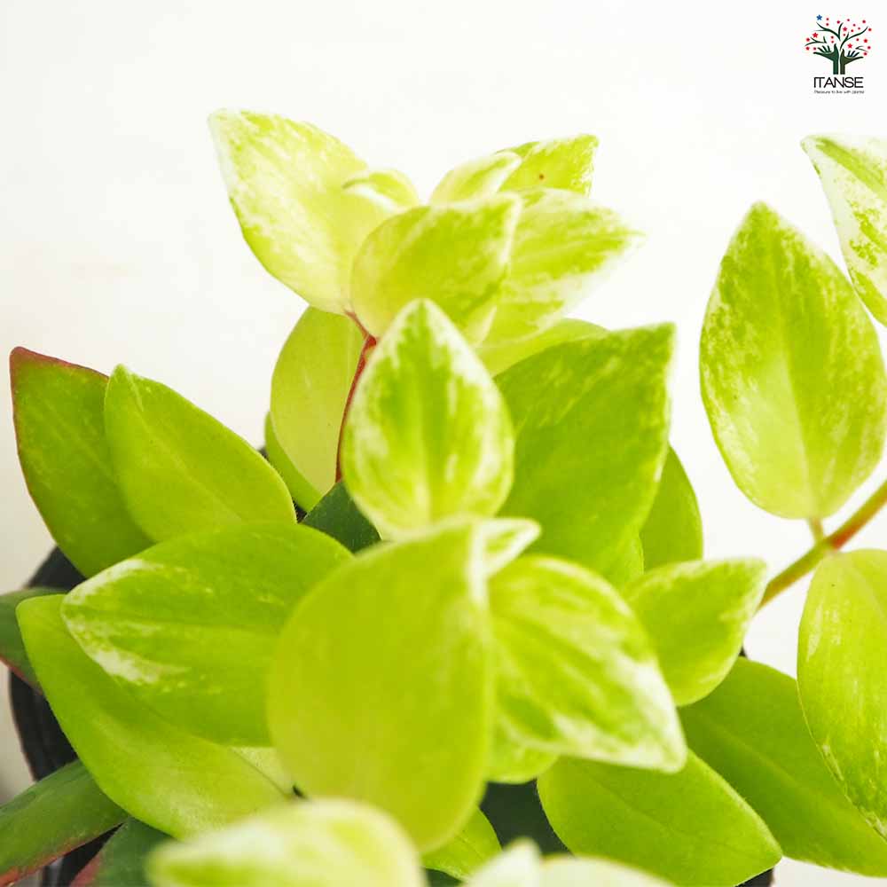 エスキナンサス 斑入り 【観葉植物 3.5号】｜ 【植物のITANSE