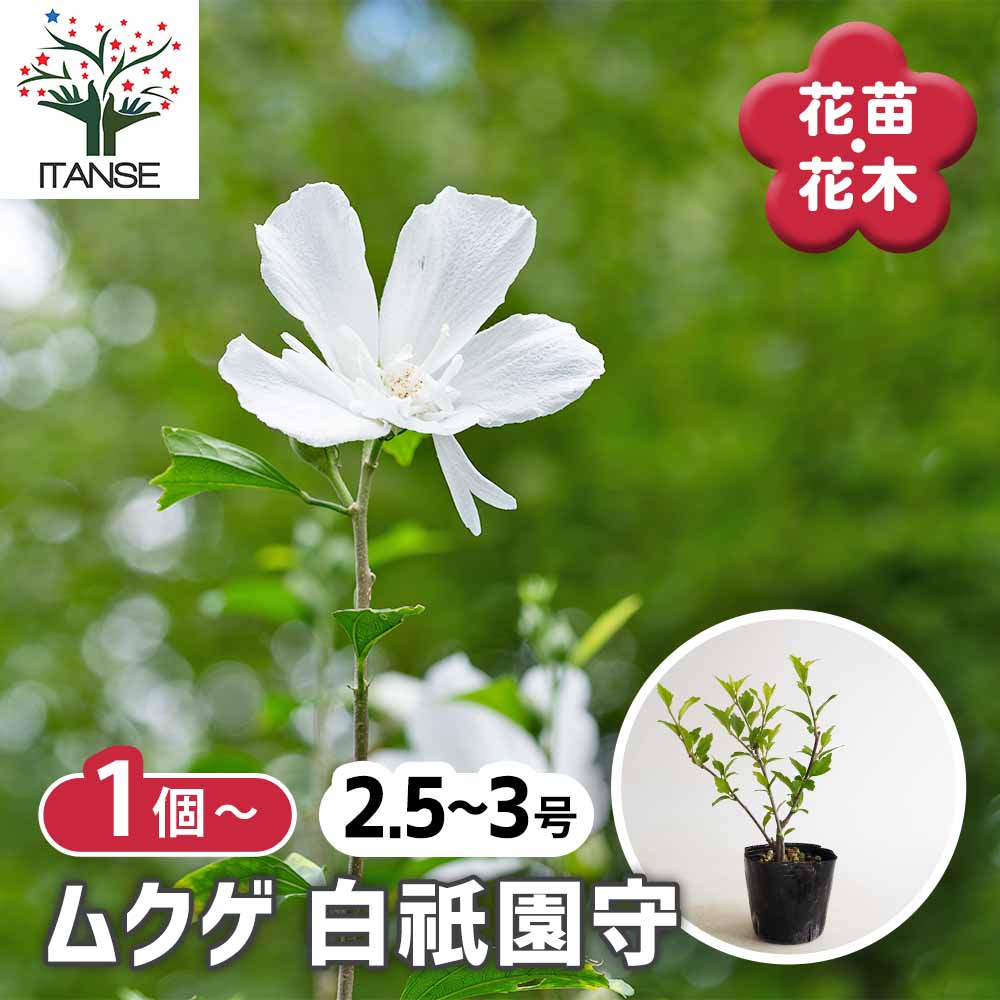 ムクゲ 白祇園守 【花木苗 2.5号】｜ 【植物のITANSE】全品送料 