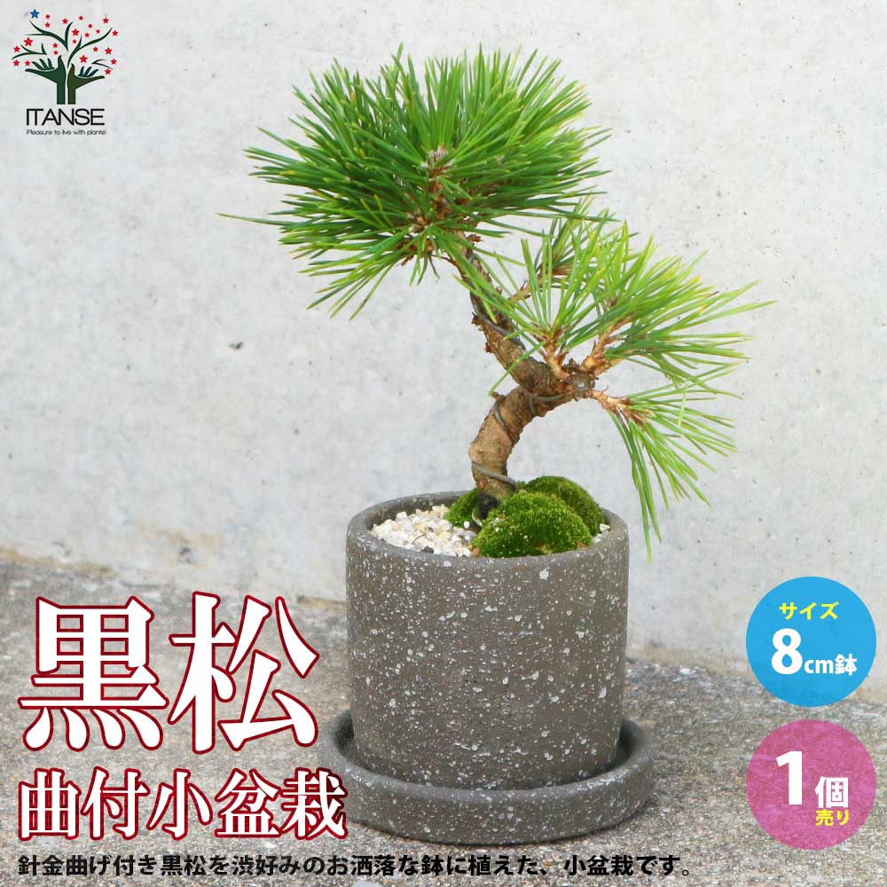 錦松 盆栽 8号陶器鉢つき 古木 2025年最新】皐月 盆栽の人気