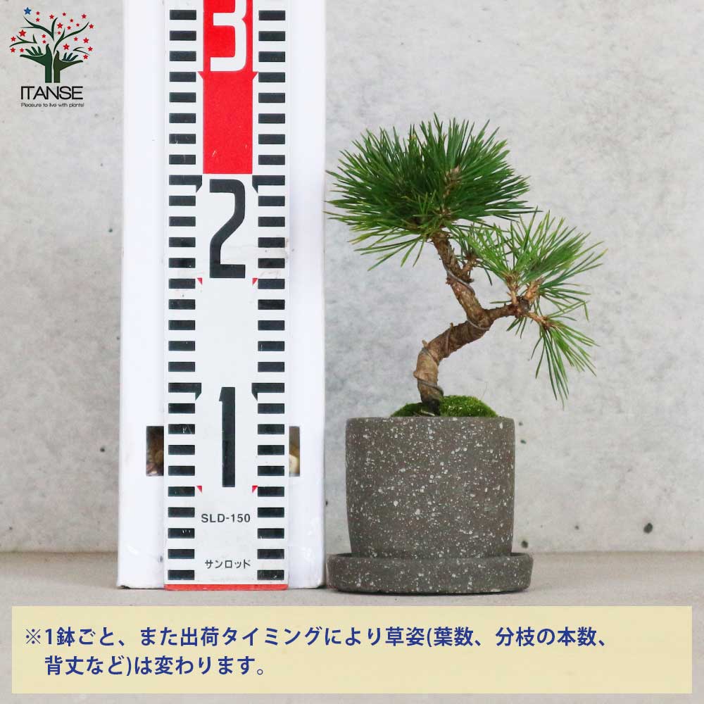黒松・曲付け小盆栽【庭木 8cmわびさびグレー素焼鉢/1個売り】