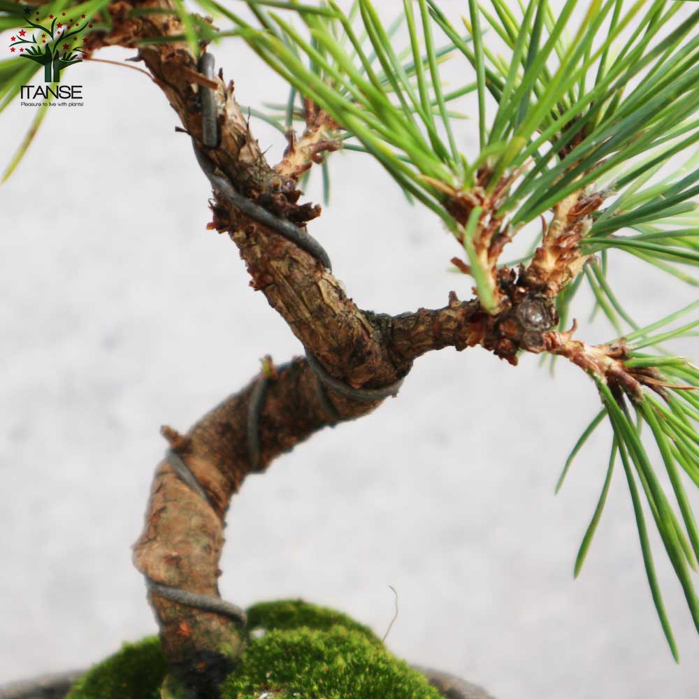 黒松・曲付け小盆栽【庭木 8cmわびさびグレー素焼鉢/1個売り】