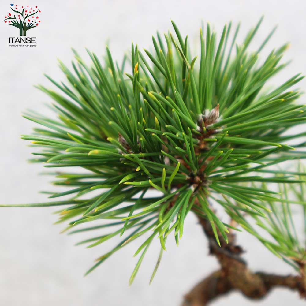 黒松・曲付け小盆栽【庭木 8cmわびさびグレー素焼鉢/1個売り】