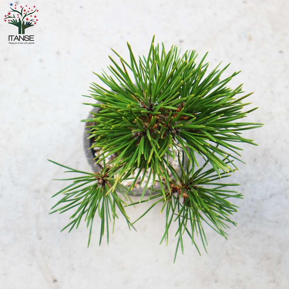 黒松・曲付け小盆栽【庭木 8cmわびさびグレー素焼鉢/1個売り】