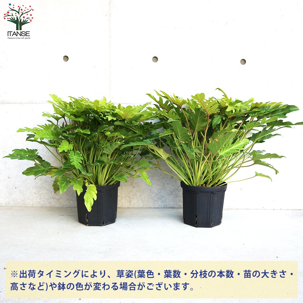 5 クッカバラ　7号　幹上がり　個性的　気根　フィロデンドロン　ザナドゥ 5 クッカバラ 7号 幹上がり 個性的 気根 フィロデンドロン ザナドゥ