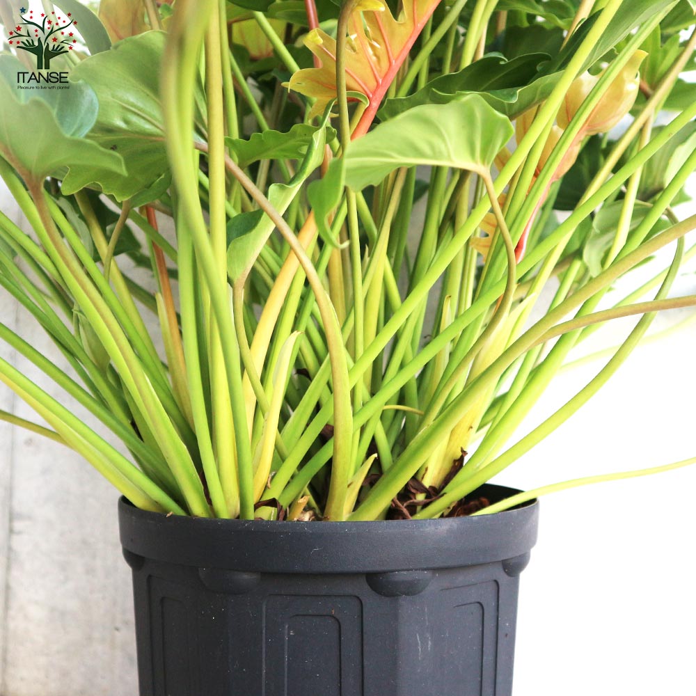 フィロデンドロン ゴールデンザナドゥ(クッカバラ)【観葉植物 7号鉢