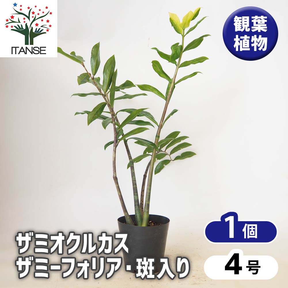 ザミオクルカス ザミーフォリア・斑入り 【 観葉植物 4号 ／1個売り