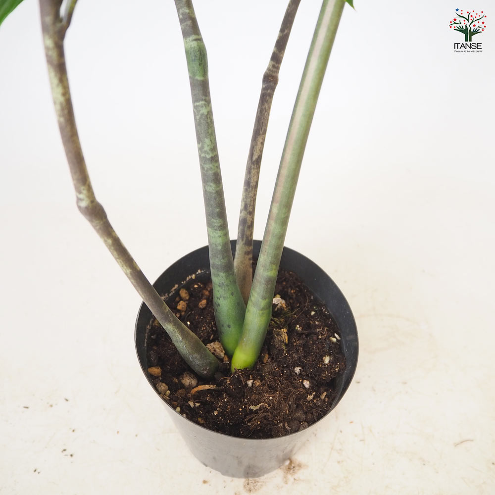 ザミオクルカス ザミーフォリア・斑入り 【 観葉植物 4号 ／1個売り