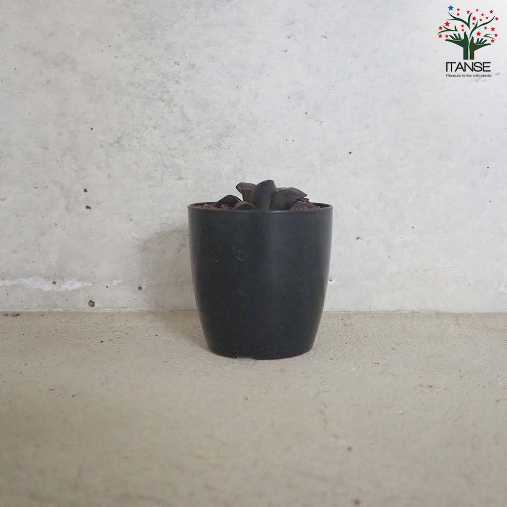 ハオルチア (青) ダークエンジェル【多肉植物 2.5号鉢／1個売り