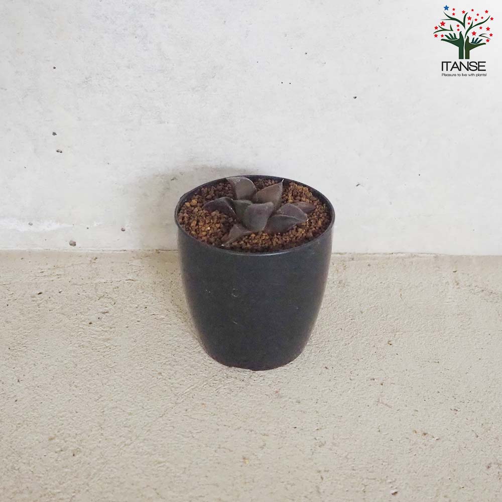 ハオルチア (青) ダークエンジェル【多肉植物 2.5号鉢／1個売り