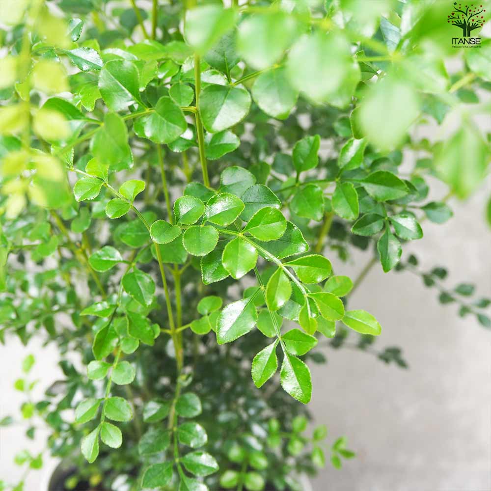 シマトネリコ【観葉植物 6号鉢/1個売り】