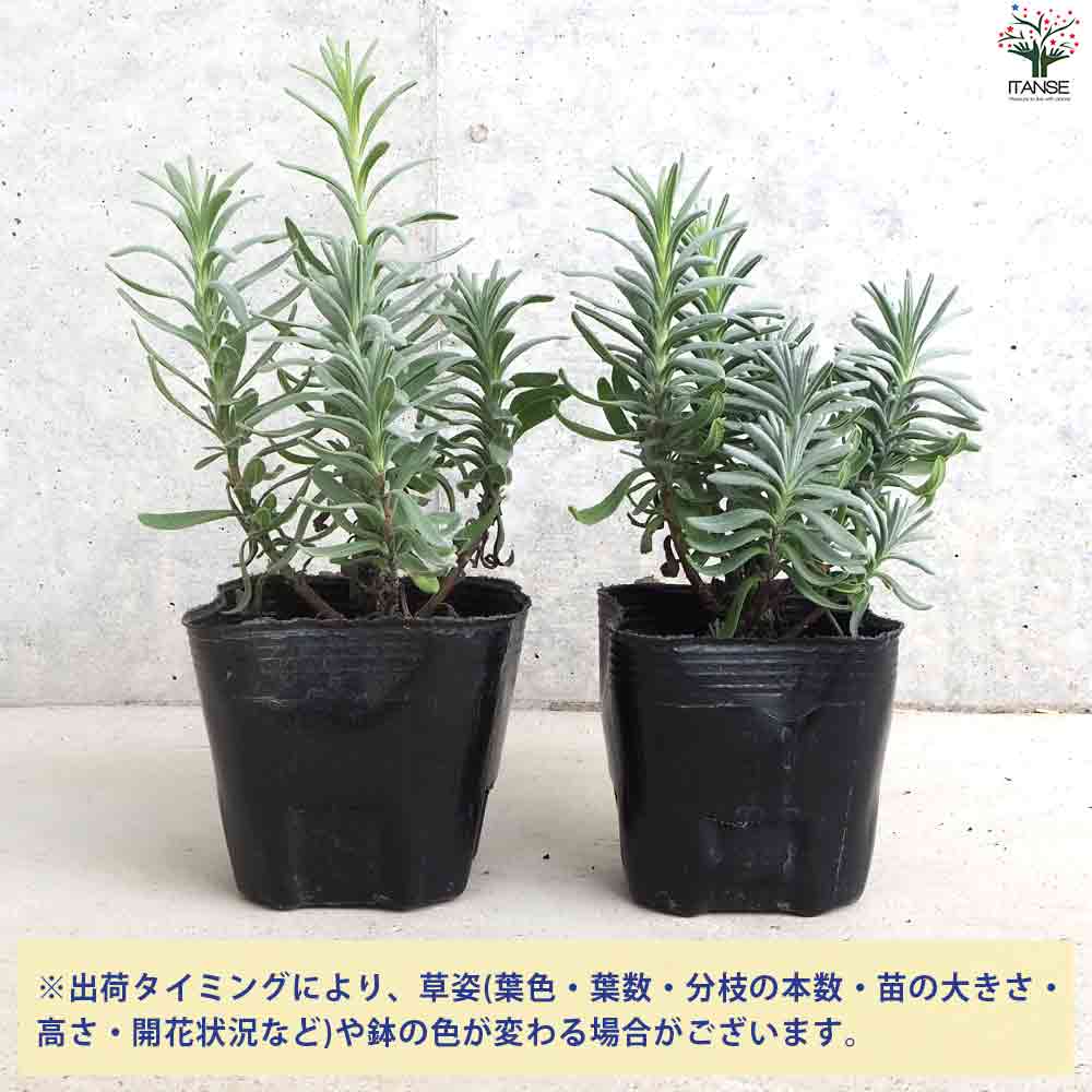 ラベンダー ブルーティエリ― 2個～【ハーブの苗 9cmポット】｜ 【植物