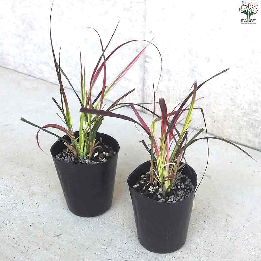 ペニセタム チェリースパークラー 【花苗 3.5cmポット】｜ 【植物の