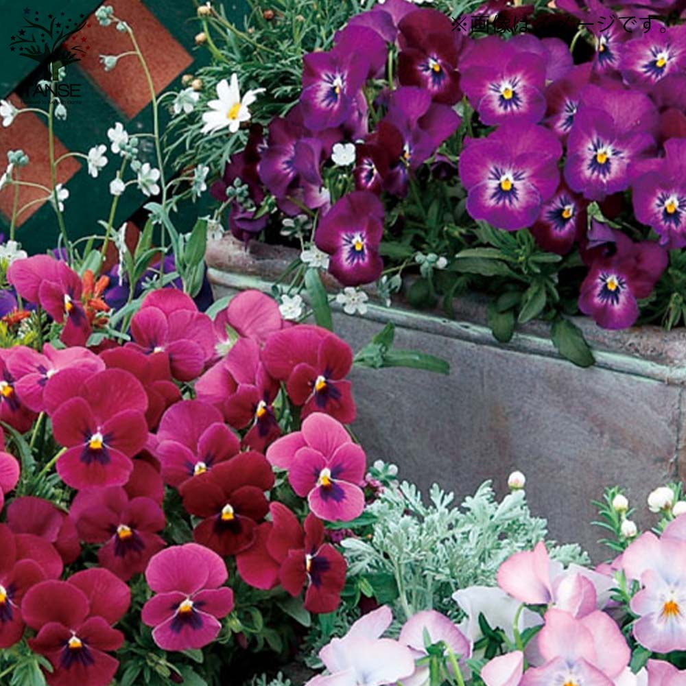 ③春もみじ銘品よくばりセット 3.5号ポット 特選5種入り ③春もみじ銘品よくばりセット 3.5号ポット 特選5種入り