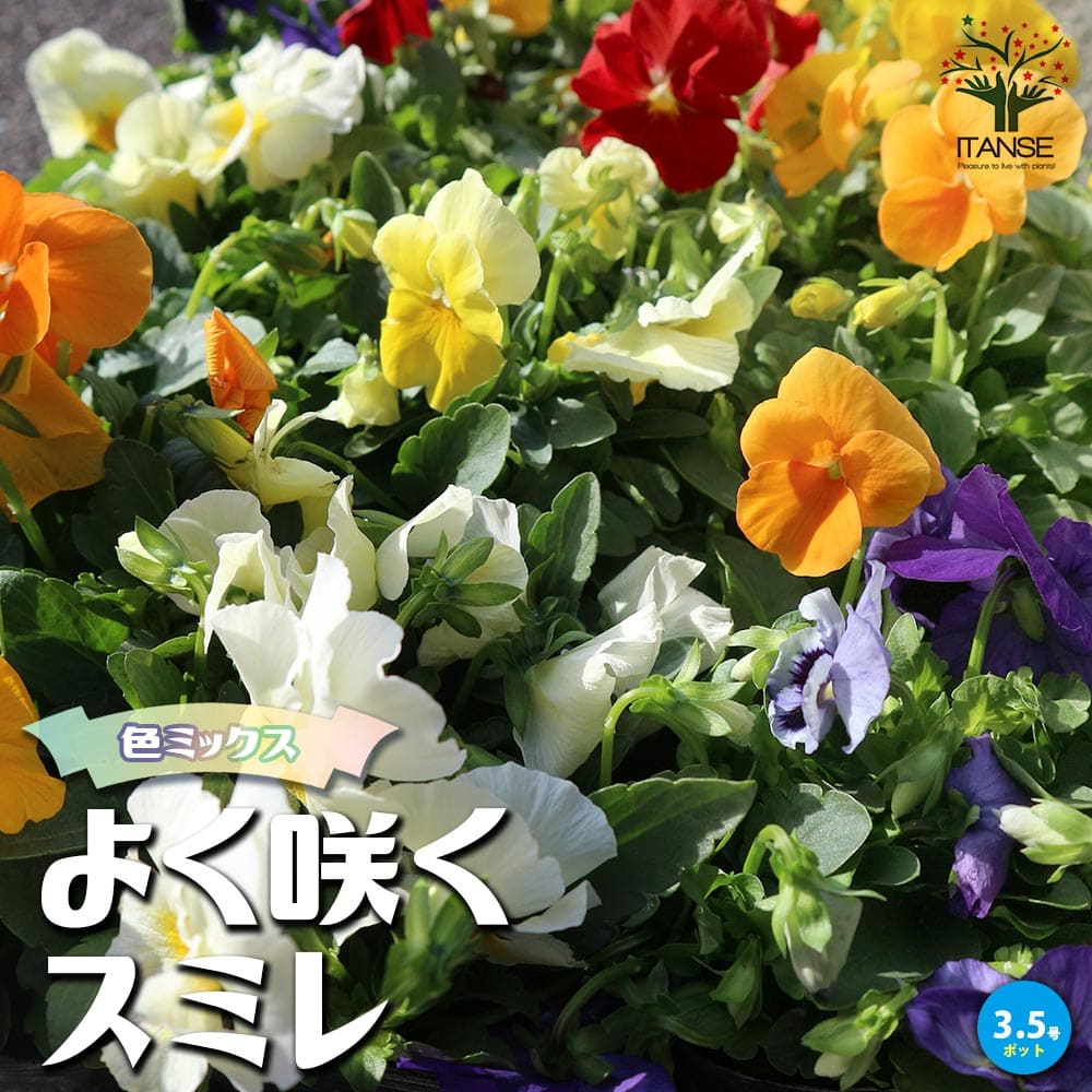 スミレ よく咲くスミレ3個～【花苗 3.5号ポット苗／色ミックス見計らい】