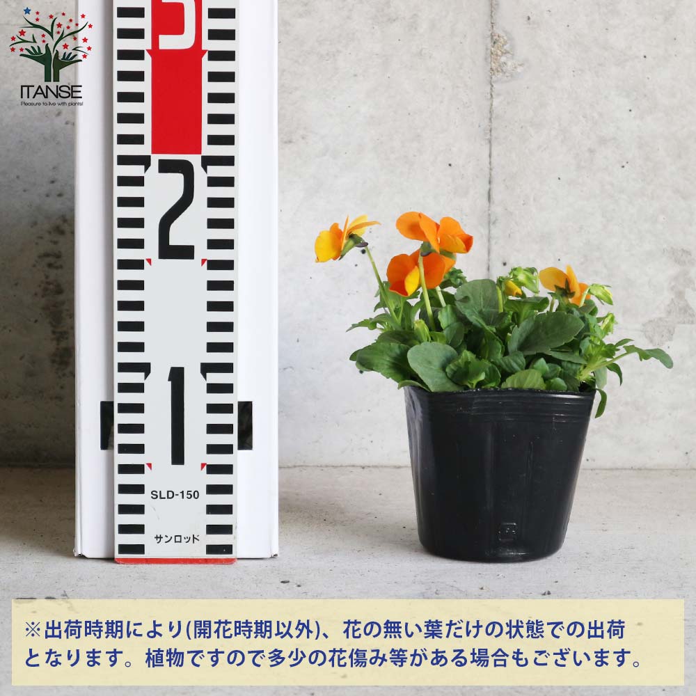 スミレ よく咲くスミレ3個～【花苗 3.5号ポット苗／色ミックス見計らい】