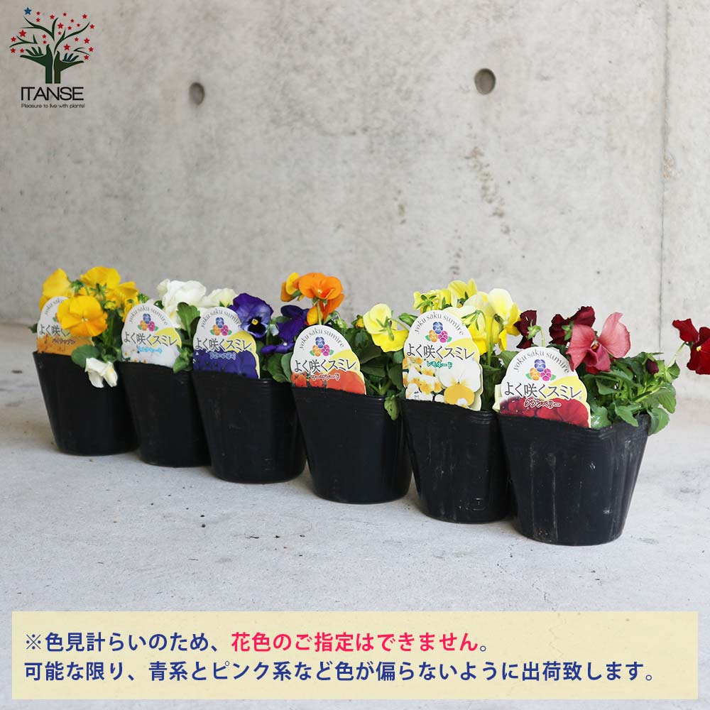 スミレ よく咲くスミレ3個～【花苗 3.5号ポット苗／色ミックス見計らい】