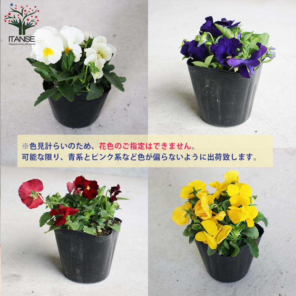 スミレ よく咲くスミレ3個～【花苗 3.5号ポット苗／色ミックス見計らい】