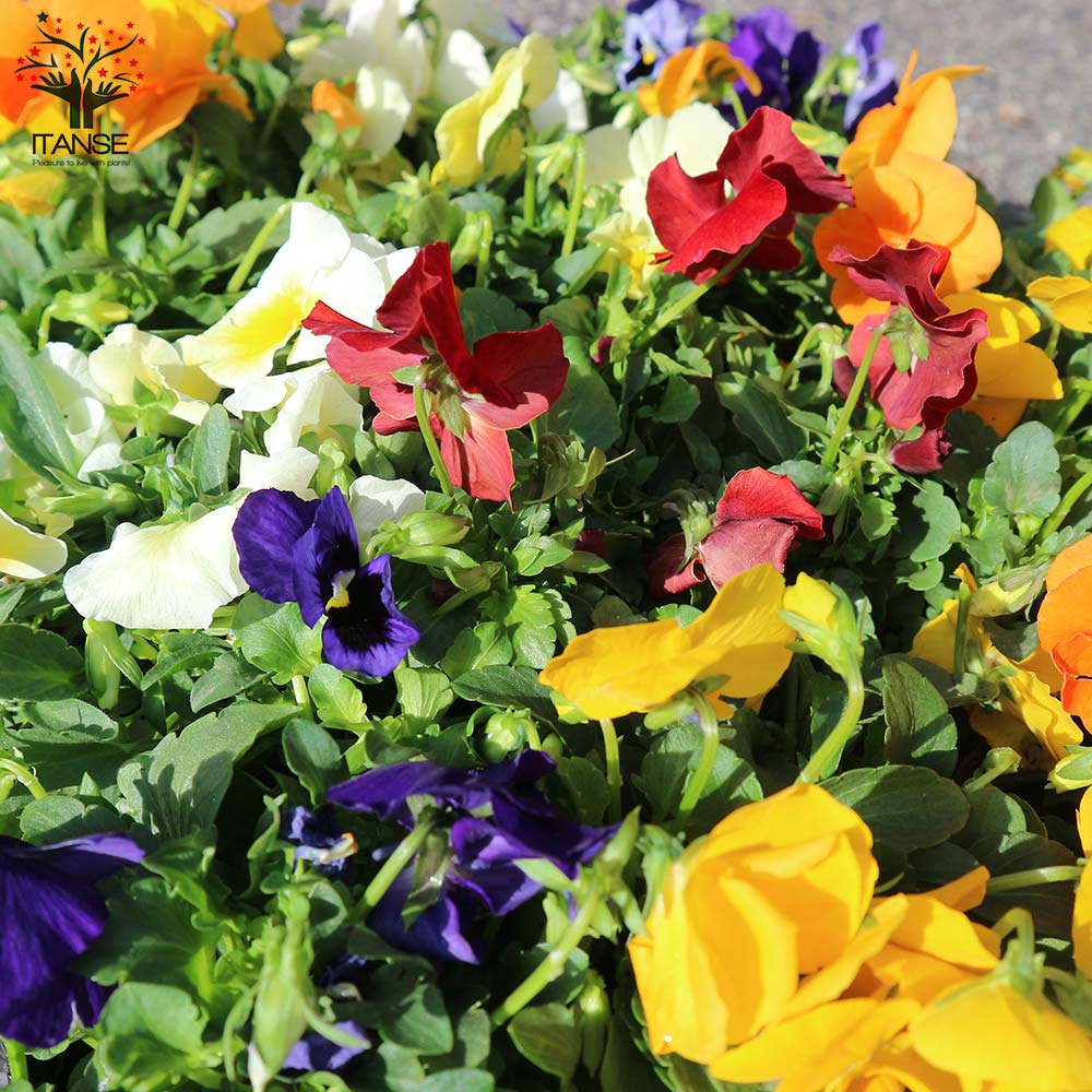 スミレ よく咲くスミレ3個～【花苗 3.5号ポット苗／色ミックス見計らい】