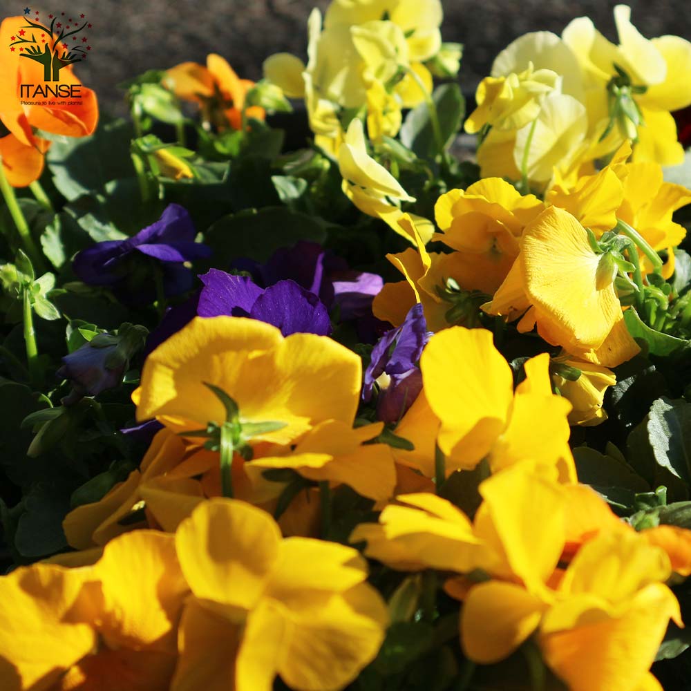 スミレ よく咲くスミレ3個～【花苗 3.5号ポット苗／色ミックス見計らい】