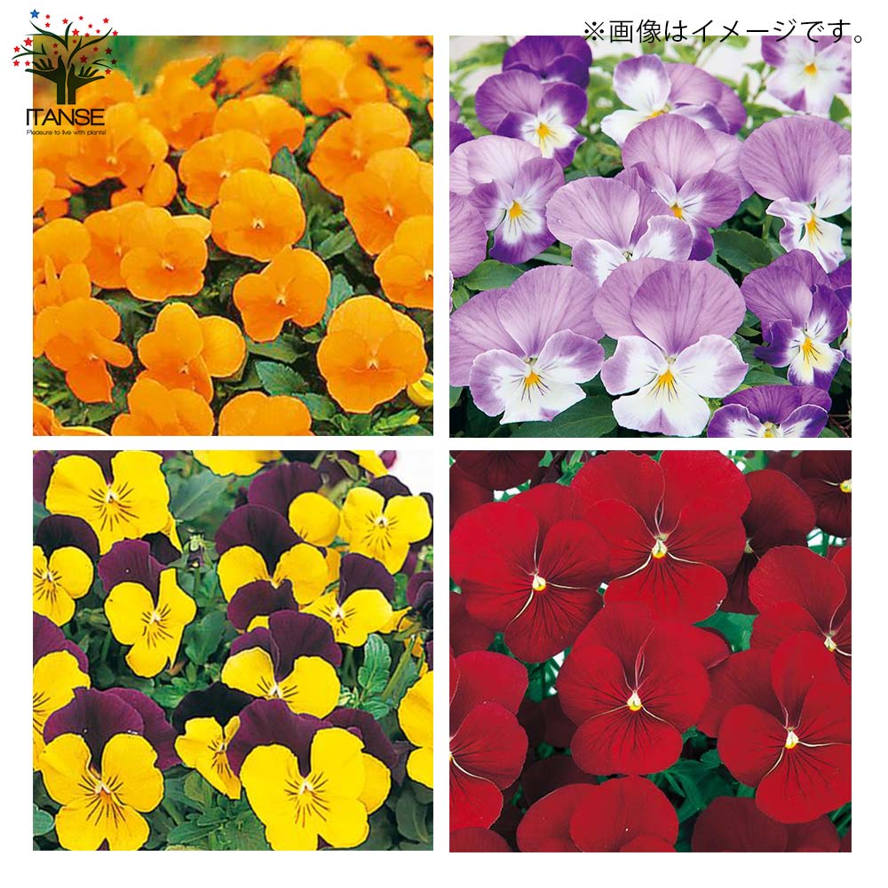 スミレ よく咲くスミレ3個～【花苗 3.5号ポット苗／色ミックス見計らい】