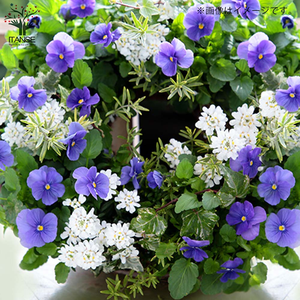 スミレ よく咲くスミレ3個～【花苗 3.5号ポット苗／色ミックス見計らい】