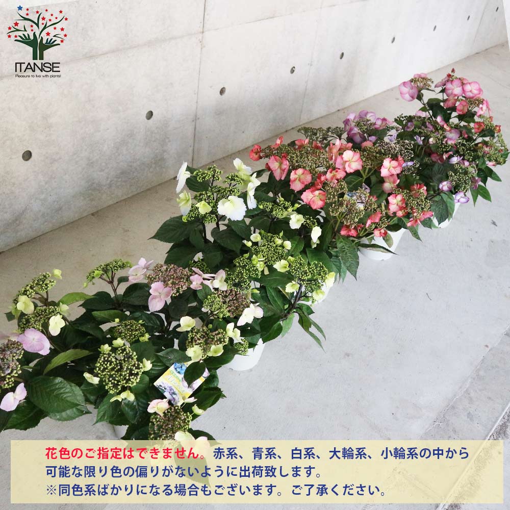 常緑アジサイ・春風のマーチ 色ミックス見計らい(赤系、青系