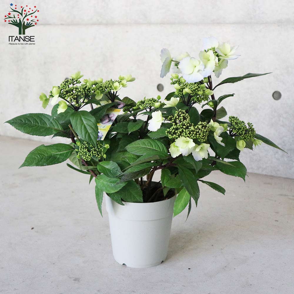 あじさい 常緑アジサイ・春風のマーチ 色ミックス見計らい(赤系、青系