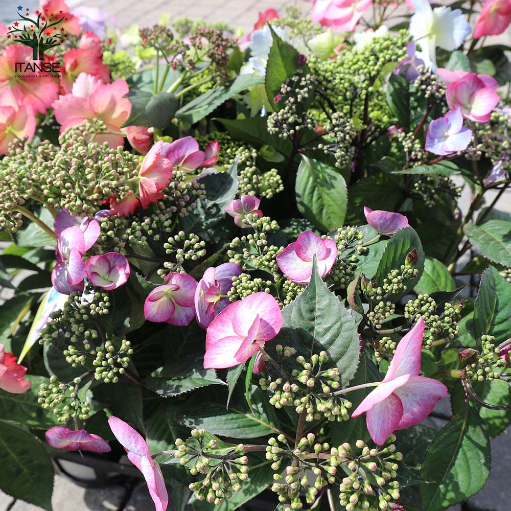 あじさい 常緑アジサイ・春風のマーチ 色ミックス見計らい(赤系、青系