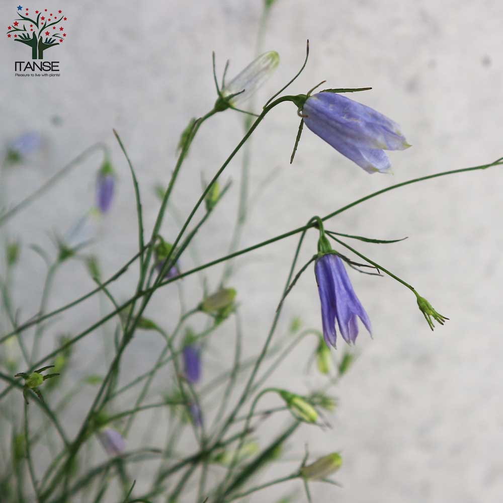 岩沙参(イワシャジン) 【花苗 3.5号ポット 多年草】｜ 【植物の