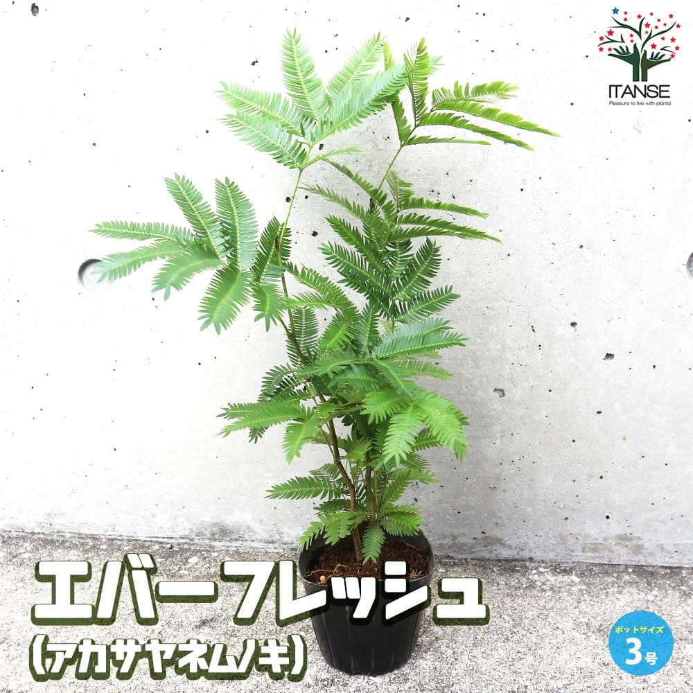 エバーフレッシュ【観葉植物 3号ポット】