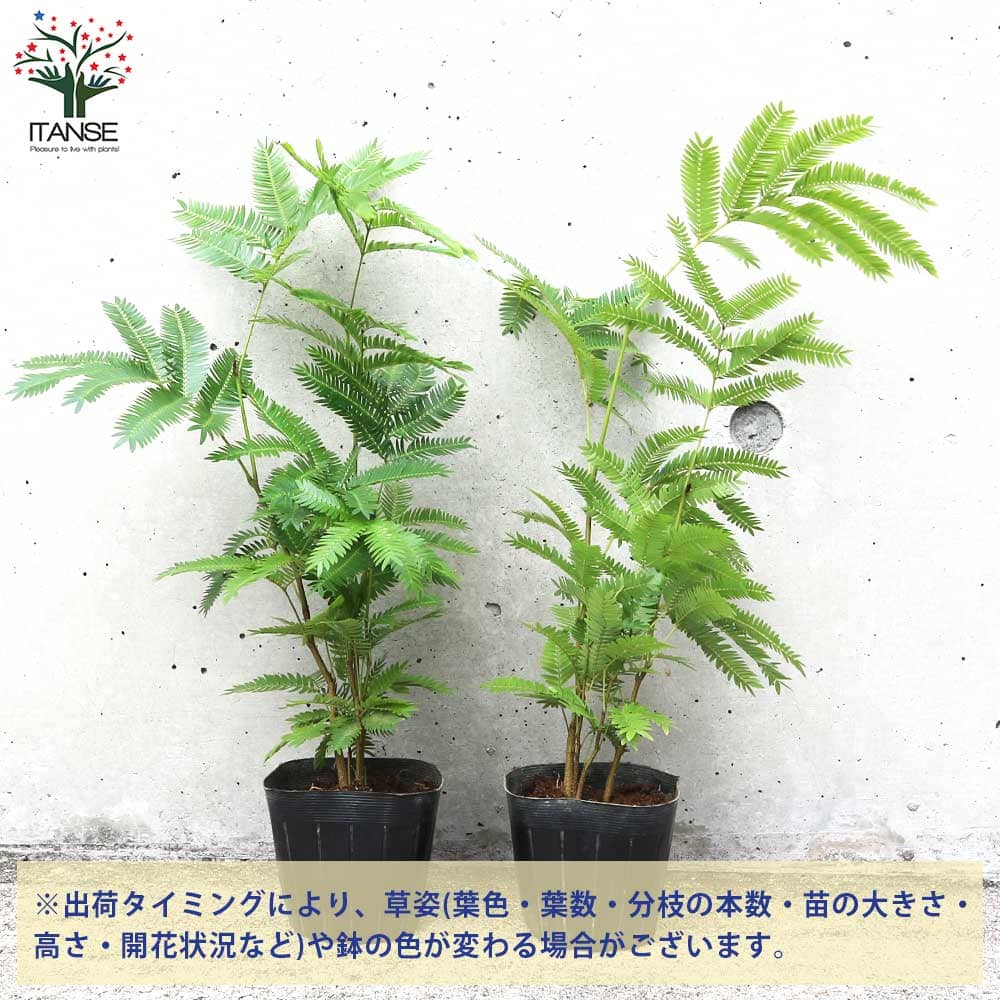 エバーフレッシュ【観葉植物 3号ポット】