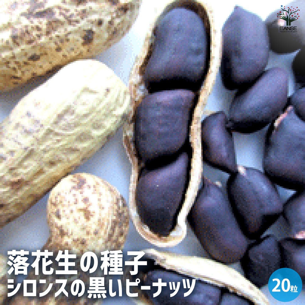 落花生の種子”シロンスの黒いピーナッツ”【約20粒】｜ 【植物の