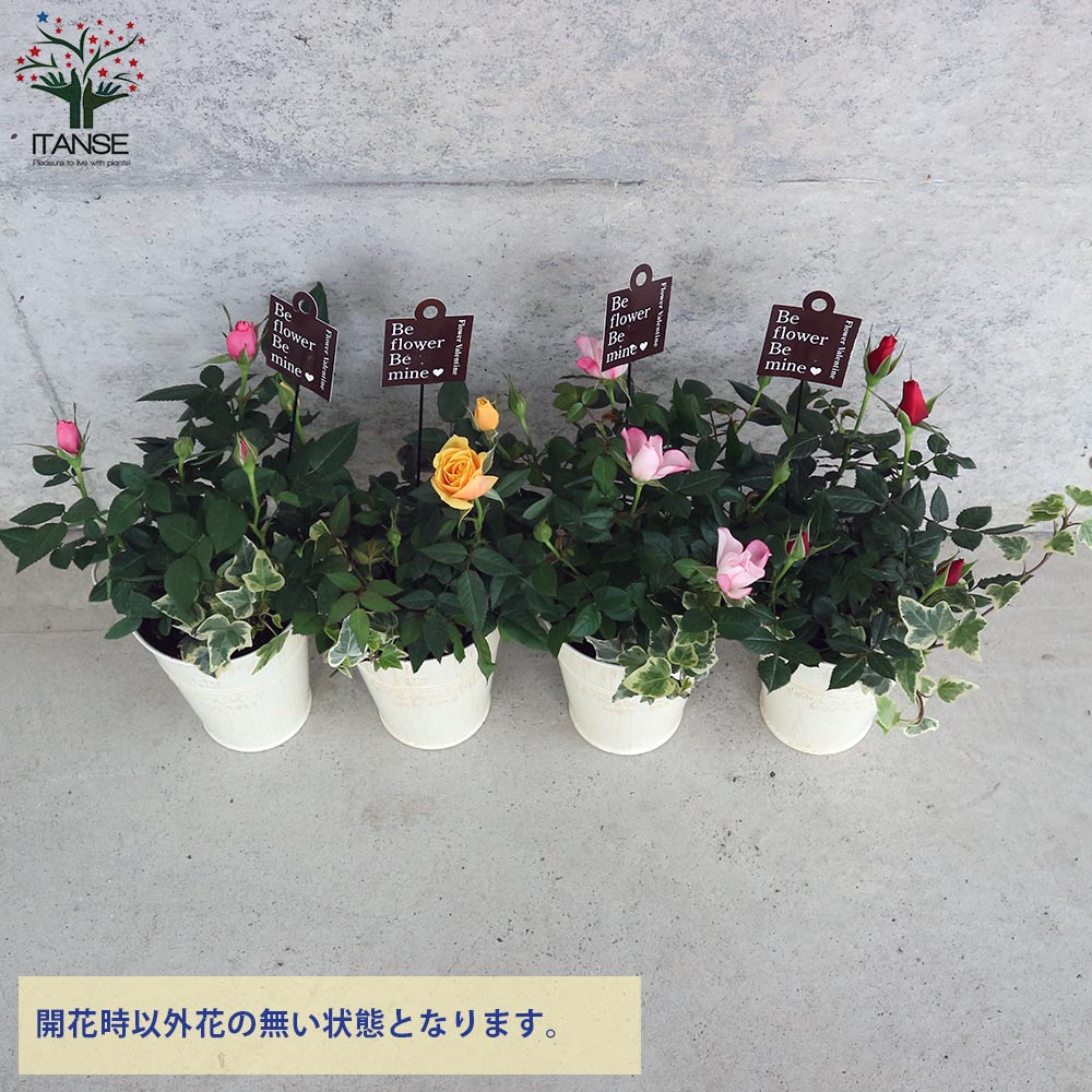 レア　希少　バラ苗　切り花品種　Pinky Pi.e 8号鉢 レア 希少 バラ苗 切り花品種 Pinky Pi.e 8号鉢