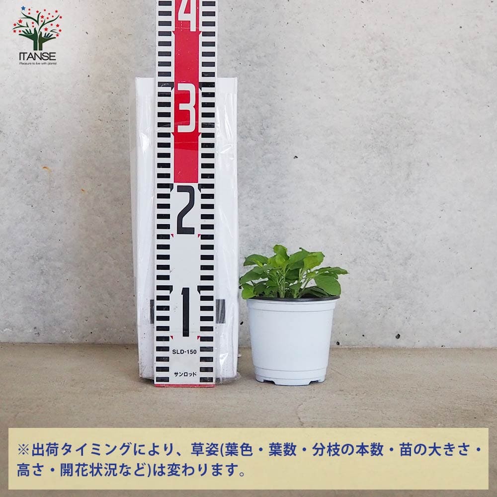 ガパオ チェンマイセント(ホーリーバジル) 10.5cm2個~【おうちで簡単!育てやすい10.5cmポットハーブ苗シリーズ!】