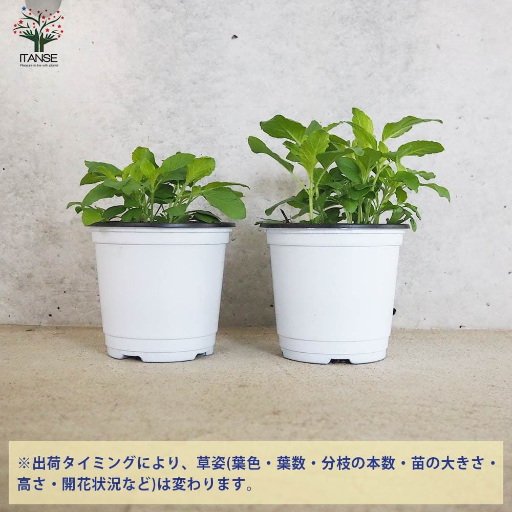 ガパオ チェンマイセント(ホーリーバジル) 10.5cm2個~【おうちで簡単!育てやすい10.5cmポットハーブ苗シリーズ!】