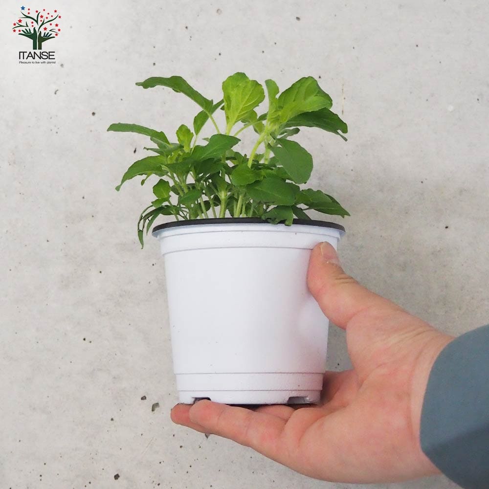 ガパオ チェンマイセント(ホーリーバジル) 10.5cm2個~【おうちで簡単!育てやすい10.5cmポットハーブ苗シリーズ!】