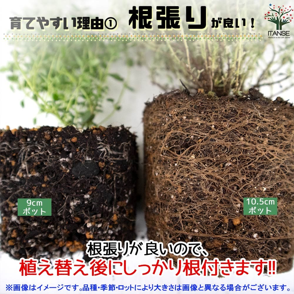 ガパオ チェンマイセント(ホーリーバジル) 10.5cm2個~【おうちで簡単!育てやすい10.5cmポットハーブ苗シリーズ!】