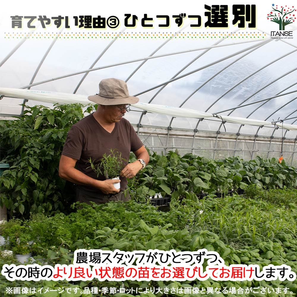 ガパオ チェンマイセント(ホーリーバジル) 10.5cm2個~【おうちで簡単!育てやすい10.5cmポットハーブ苗シリーズ!】