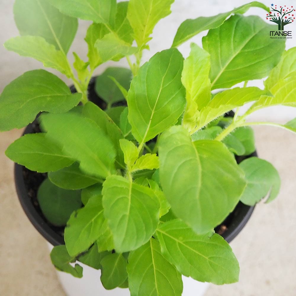 ガパオ チェンマイセント(ホーリーバジル) 10.5cm2個~【おうちで簡単!育てやすい10.5cmポットハーブ苗シリーズ!】