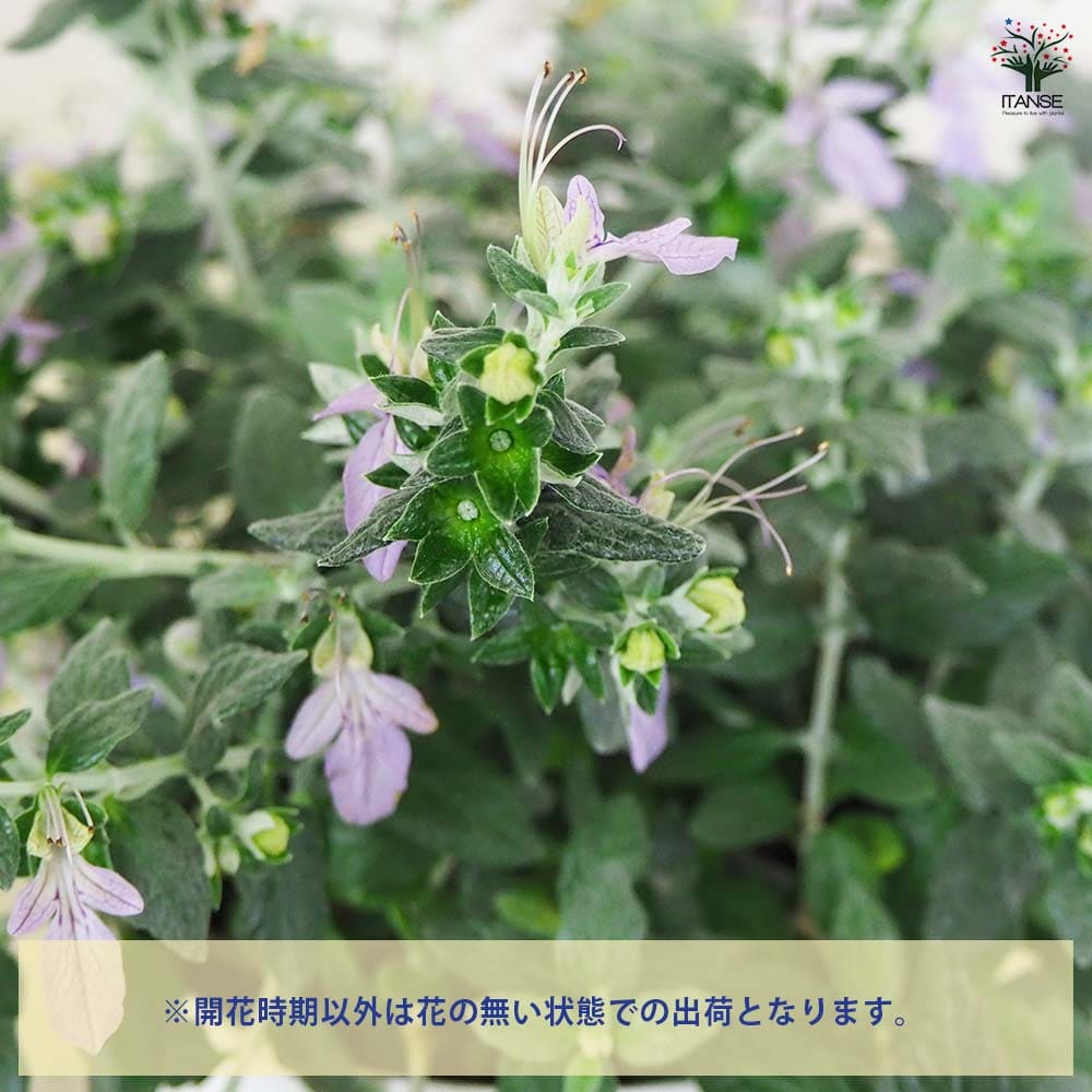 ツリージャーマンダー アイスキューブ 【花木苗 5号鉢／1個売り