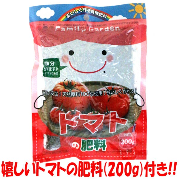 冬トマトの大苗【野菜苗18cm硬質ポット大苗1個／トマト専用肥料付