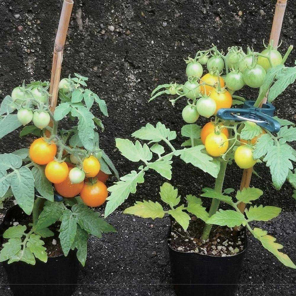 テーブルトマト イエロー ミニトマト大苗【18cm硬質ポット自根苗／黄色実1個＋スティック肥料2本】