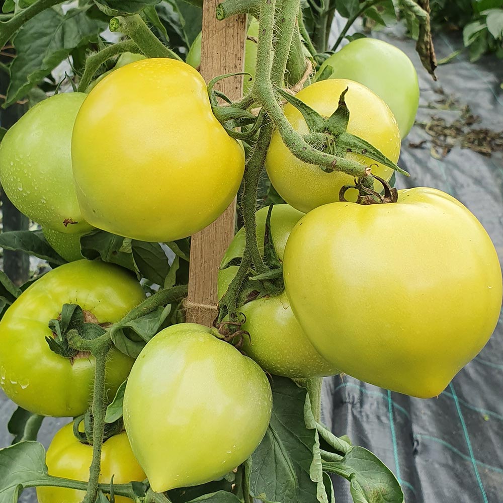 テーブルトマト イエロー ミニトマト大苗【18cm硬質ポット自根苗／黄色実1個＋スティック肥料2本】