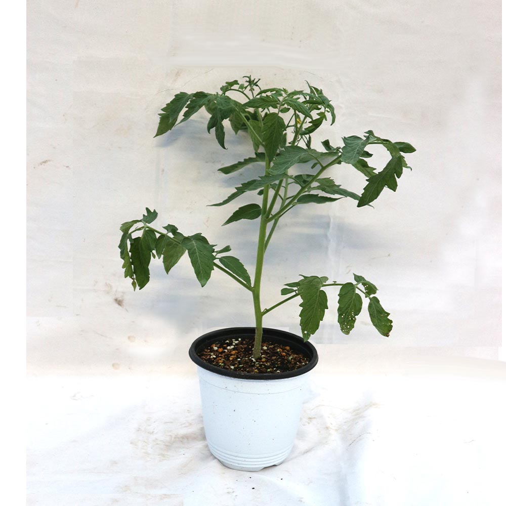 テーブルトマト イエロー ミニトマト大苗【18cm硬質ポット自根苗／黄色実1個＋スティック肥料2本】