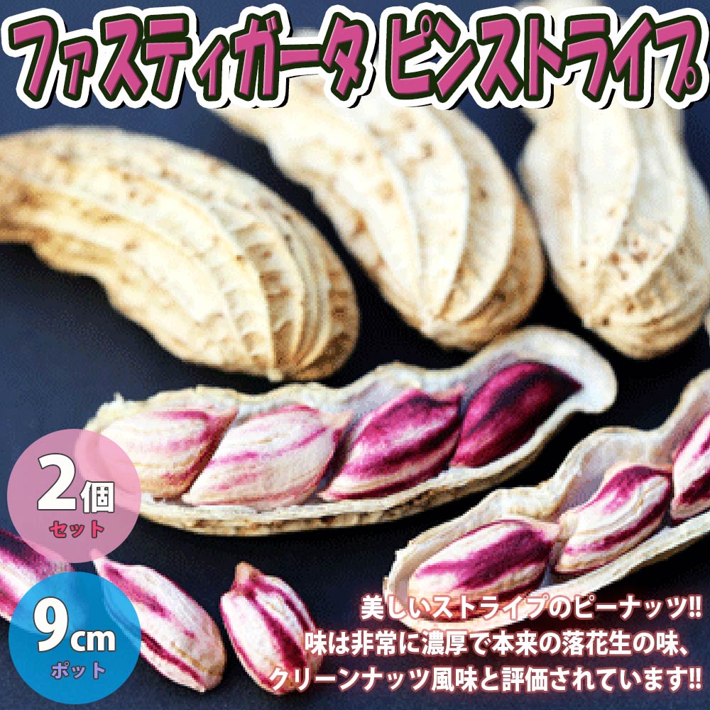 落花生の苗 お買い得3品種各2個セット 品種：シロンス／ホワイト