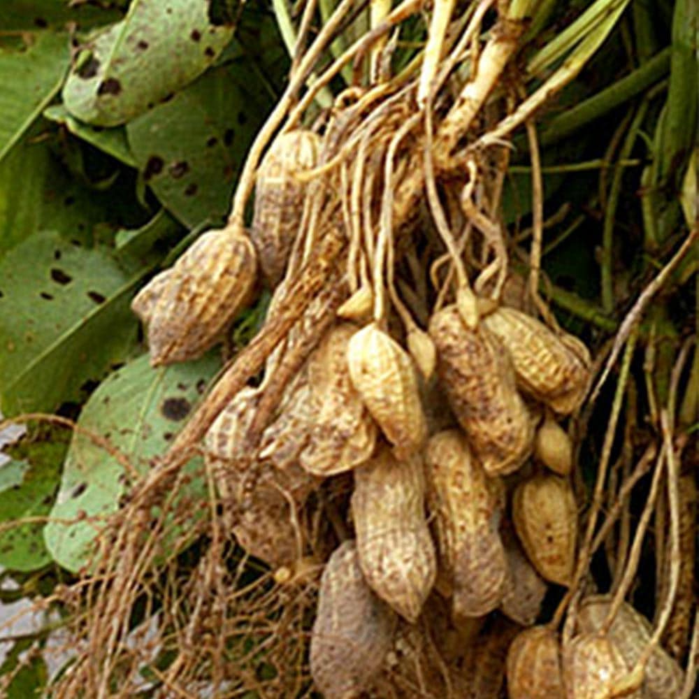 落花生の苗 お買い得3品種各2個セット 品種:シロンス/ホワイトバレンシア/ファスティガータ【野菜苗 9cmポット実生苗/3品種各2個 合計6個セット】